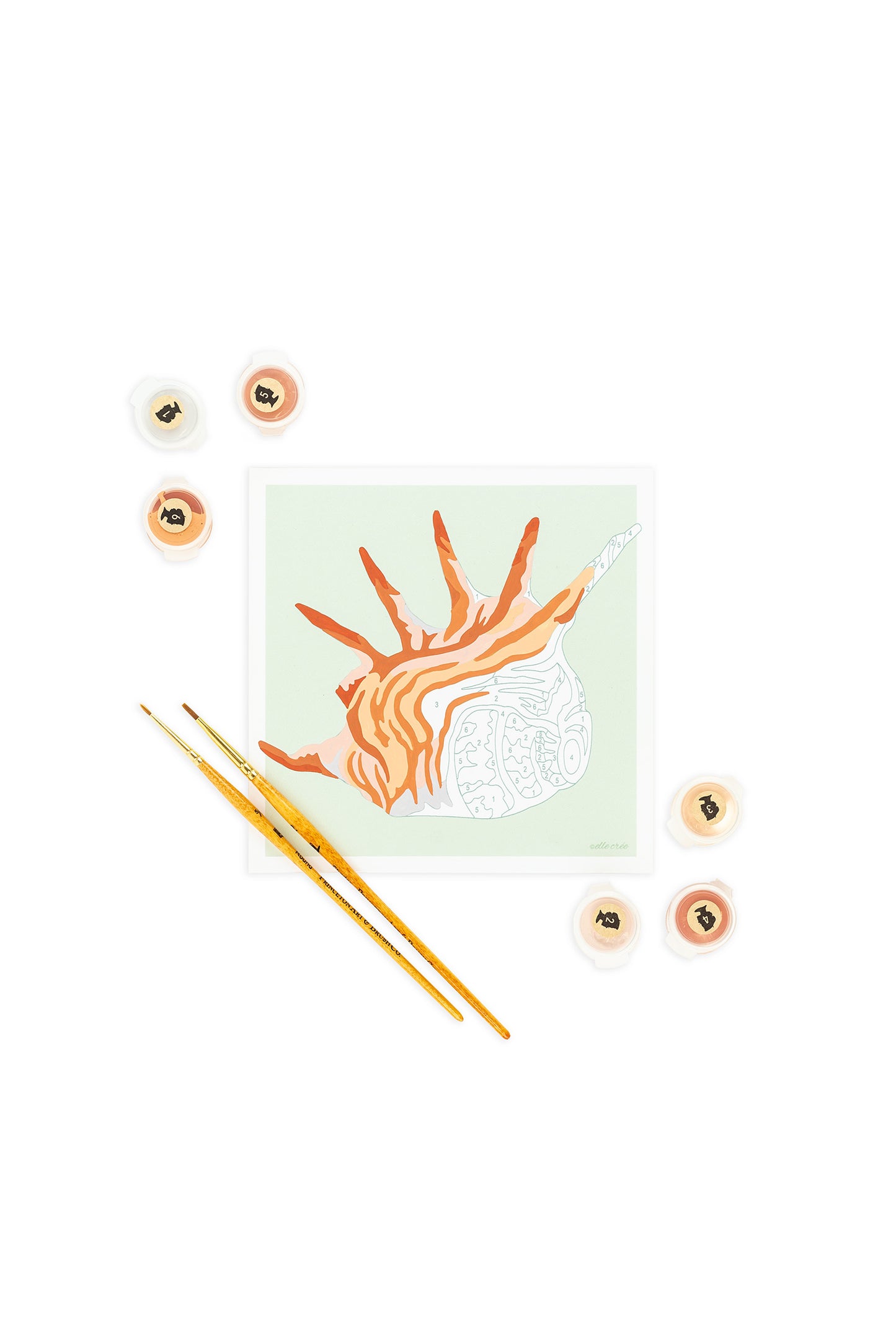 Spiny Conch Shell | 6x6 mini paint-by-number kit - Elle Crée