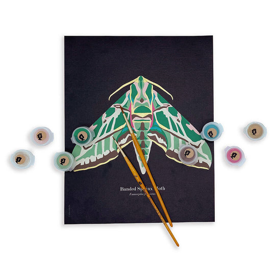Banded Sphinx Moth | 8x10 paint-by-number kit - Elle Crée